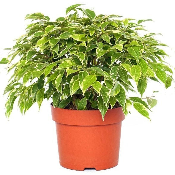 Ficus Benjamina, Kinky - www.Greenie.ae Buy online Best and Healthy Plants and quality products guarantee in Dubai Plants Shop in Dubai Abu Dhabi all over UAE Plants near me Fresh Plants in Dubai where to buy plants in UAE - Greenie.ae