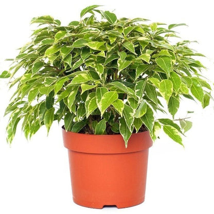 Ficus Benjamina, Kinky - www.Greenie.ae Buy online Best and Healthy Plants and quality products guarantee in Dubai Plants Shop in Dubai Abu Dhabi all over UAE Plants near me Fresh Plants in Dubai where to buy plants in UAE - Greenie.ae