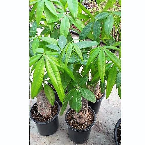 Pachira Aquatica, Money Tree - www.Greenie.ae Buy online Best and Healthy Plants and quality products guarantee in Dubai Plants Shop in Dubai Abu Dhabi all over UAE Plants near me Fresh Plants in Dubai where to buy plants in UAE - Greenie.ae