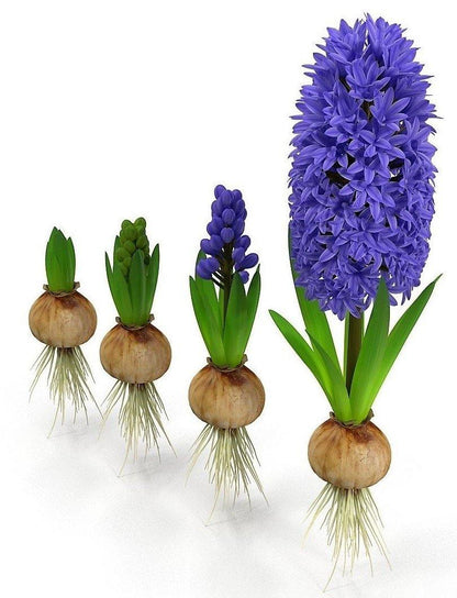 Hyacinth Bulb Fragrance - www.Greenie.ae Buy online Best and Healthy Plants and quality products guarantee in Dubai Plants Shop in Dubai Abu Dhabi all over UAE Plants near me Fresh Plants in Dubai where to buy plants in UAE - Greenie.ae