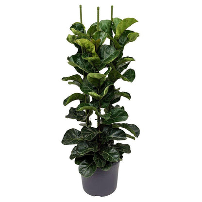 Ficus Lyrata, Fiddle Leaf Fig - www.Greenie.ae Buy online Best and Healthy Plants and quality products guarantee in Dubai Plants Shop in Dubai Abu Dhabi all over UAE Plants near me Fresh Plants in Dubai where to buy plants in UAE - Greenie.ae