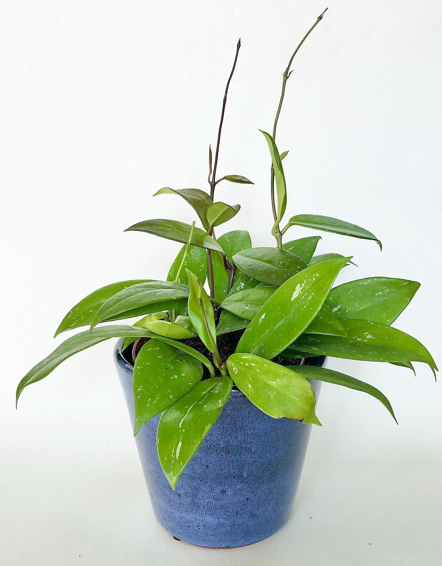 Hoya Publicalyx - www.Greenie.ae Buy online Best and Healthy Plants and quality products guarantee in Dubai Plants Shop in Dubai Abu Dhabi all over UAE Plants near me Fresh Plants in Dubai where to buy plants in UAE - Greenie.ae