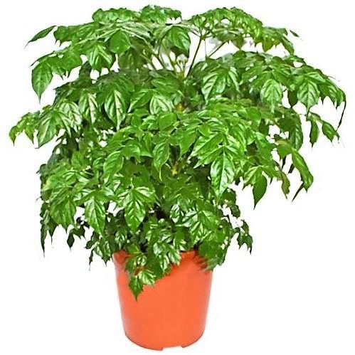 China Doll Plant - www.Greenie.ae Buy online Best and Healthy Plants and quality products guarantee in Dubai Plants Shop in Dubai Abu Dhabi all over UAE Plants near me Fresh Plants in Dubai where to buy plants in UAE - Greenie.ae