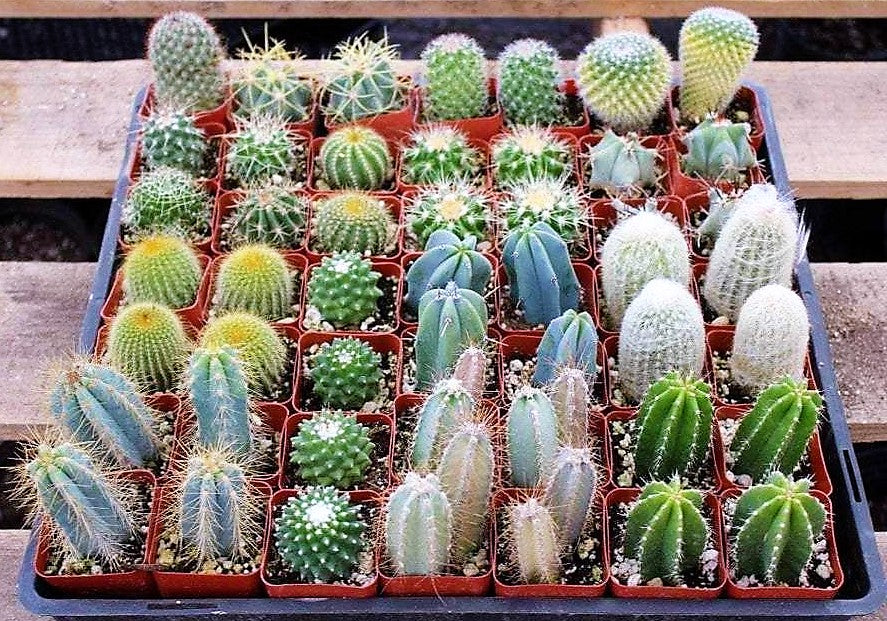 Ornamental Cactus Small - www.Greenie.ae Buy online Best and Healthy Plants and quality products guarantee in Dubai Plants Shop in Dubai Abu Dhabi all over UAE Plants near me Fresh Plants in Dubai where to buy plants in UAE - Greenie.ae