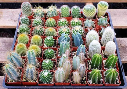 Ornamental Cactus Small - www.Greenie.ae Buy online Best and Healthy Plants and quality products guarantee in Dubai Plants Shop in Dubai Abu Dhabi all over UAE Plants near me Fresh Plants in Dubai where to buy plants in UAE - Greenie.ae