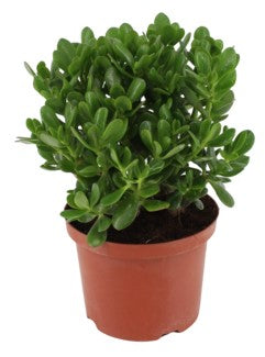 Money Tree, Crassula ovata, Dollar Plant, Jade Plant, Jade Tree - www.Greenie.ae Buy online Best and Healthy Plants and quality products guarantee in Dubai Plants Shop in Dubai Abu Dhabi all over UAE Plants near me Fresh Plants in Dubai where to buy plants in UAE - Greenie.ae