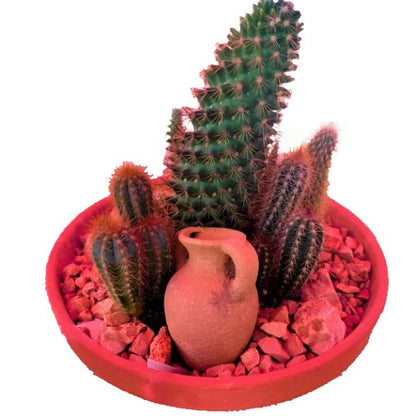 Cactus Outdoor - www.Greenie.ae Buy online Best and Healthy Plants and quality products guarantee in Dubai Plants Shop in Dubai Abu Dhabi all over UAE Plants near me Fresh Plants in Dubai where to buy plants in UAE - Greenie.ae