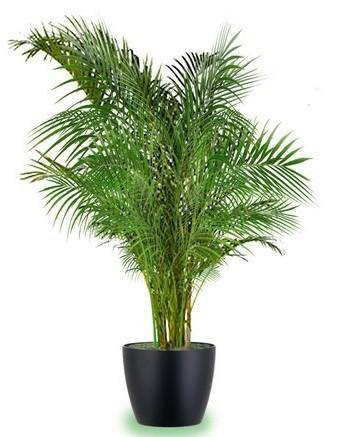 Areca Palm , Chrysalidocarpus lutescens (Indoor) - www.Greenie.ae Buy online Best and Healthy Plants and quality products guarantee in Dubai Plants Shop in Dubai Abu Dhabi all over UAE Plants near me Fresh Plants in Dubai where to buy plants in UAE - Greenie.ae