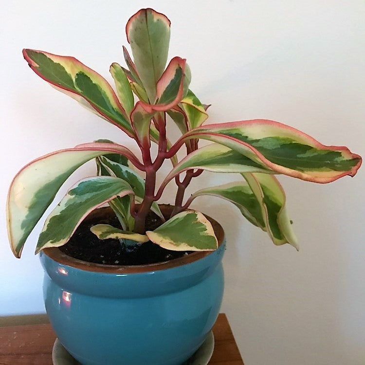 Peperomia Ginny or Tricolor Peperomia - www.Greenie.ae Buy online Best and Healthy Plants and quality products guarantee in Dubai Plants Shop in Dubai Abu Dhabi all over UAE Plants near me Fresh Plants in Dubai where to buy plants in UAE - Greenie.ae