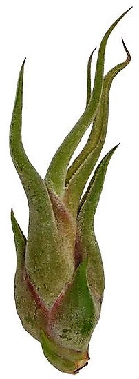 Tillandsia Caput-Medusae - www.Greenie.ae Buy online Best and Healthy Plants and quality products guarantee in Dubai Plants Shop in Dubai Abu Dhabi all over UAE Plants near me Fresh Plants in Dubai where to buy plants in UAE - Greenie.ae