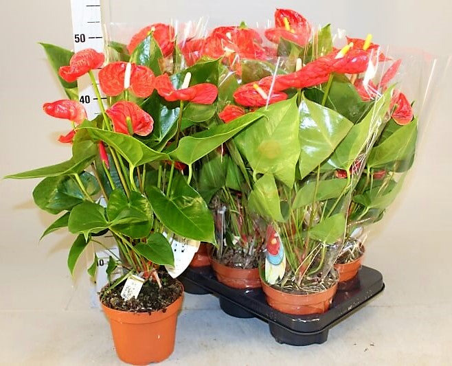 The Flamingo Flower, Anthurium, Andreanum - www.Greenie.ae Buy online Best and Healthy Plants and quality products guarantee in Dubai Plants Shop in Dubai Abu Dhabi all over UAE Plants near me Fresh Plants in Dubai where to buy plants in UAE - Greenie.ae