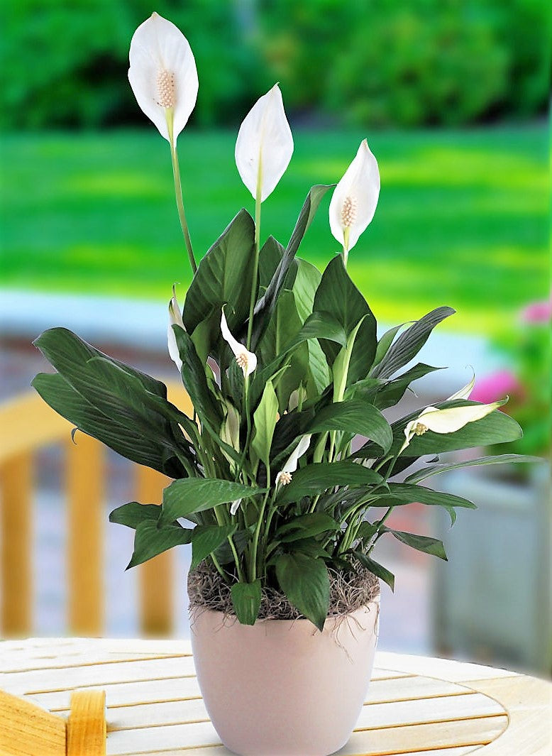 Peace Lily, Spathiphyllum - www.Greenie.ae Buy online Best and Healthy Plants and quality products guarantee in Dubai Plants Shop in Dubai Abu Dhabi all over UAE Plants near me Fresh Plants in Dubai where to buy plants in UAE - Greenie.ae