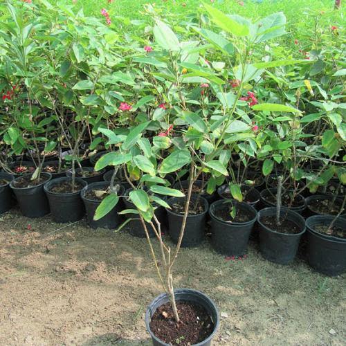 Jatropha Integerrima, Peregrine, Spicy Jatropha - www.Greenie.ae Buy online Best and Healthy Plants and quality products guarantee in Dubai Plants Shop in Dubai Abu Dhabi all over UAE Plants near me Fresh Plants in Dubai where to buy plants in UAE - Greenie.ae