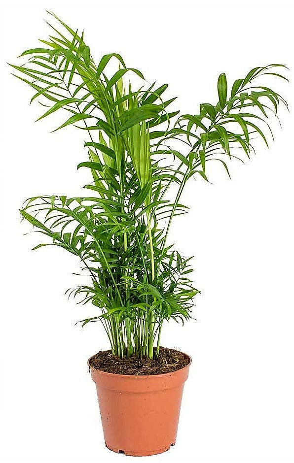 Parlour Palm, Bamboo Palm, Chamaedorea elegans - www.Greenie.ae Buy online Best and Healthy Plants and quality products guarantee in Dubai Plants Shop in Dubai Abu Dhabi all over UAE Plants near me Fresh Plants in Dubai where to buy plants in UAE - Greenie.ae