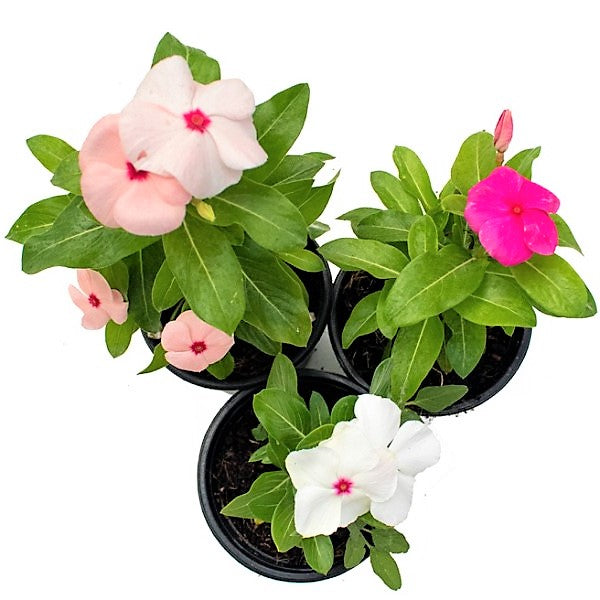 Vinca Flowers (small) - www.Greenie.ae Buy online Best and Healthy Plants and quality products guarantee in Dubai Plants Shop in Dubai Abu Dhabi all over UAE Plants near me Fresh Plants in Dubai where to buy plants in UAE - Greenie.ae