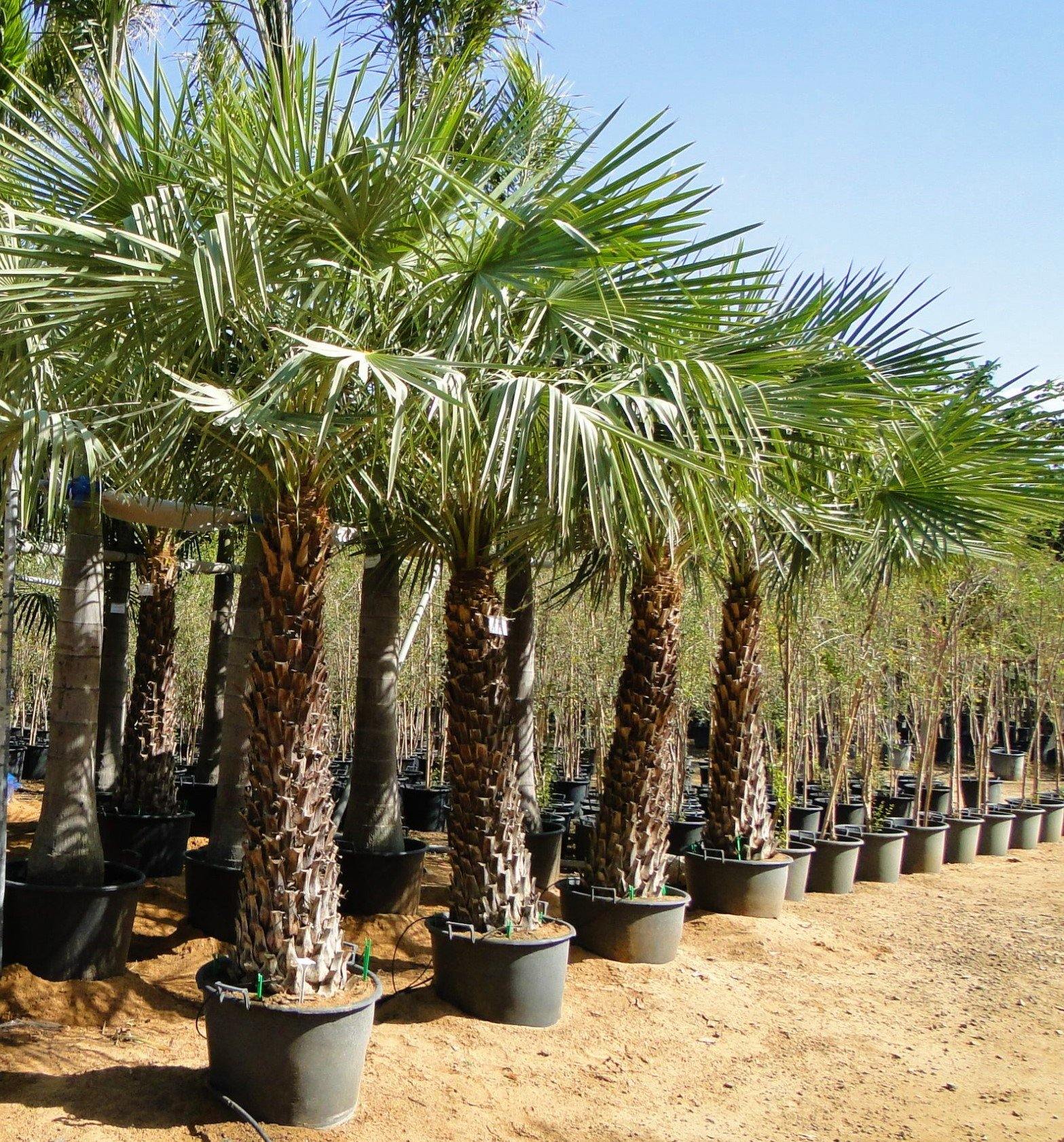 Wax Palm, Copernicia Prunifera - www.Greenie.ae Buy online Best and Healthy Plants and quality products guarantee in Dubai Plants Shop in Dubai Abu Dhabi all over UAE Plants near me Fresh Plants in Dubai where to buy plants in UAE - Greenie.ae