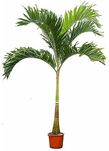 Manila Palm, Veitchia Merrillii - www.Greenie.ae Buy online Best and Healthy Plants and quality products guarantee in Dubai Plants Shop in Dubai Abu Dhabi all over UAE Plants near me Fresh Plants in Dubai where to buy plants in UAE - Greenie.ae