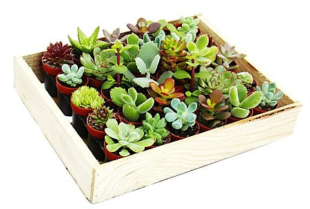 Mini succulents "Per Piece" - www.Greenie.ae Buy online Best and Healthy Plants and quality products guarantee in Dubai Plants Shop in Dubai Abu Dhabi all over UAE Plants near me Fresh Plants in Dubai where to buy plants in UAE - Greenie.ae