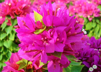 Bougainvillea Pink Pixie - www.Greenie.ae Buy online Best and Healthy Plants and quality products guarantee in Dubai Plants Shop in Dubai Abu Dhabi all over UAE Plants near me Fresh Plants in Dubai where to buy plants in UAE - Greenie.ae