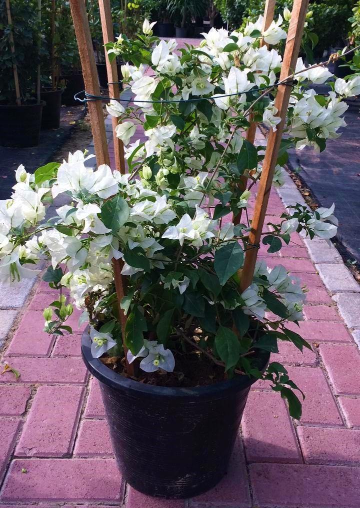 Bougainvillea Glabra White - www.Greenie.ae Buy online Best and Healthy Plants and quality products guarantee in Dubai Plants Shop in Dubai Abu Dhabi all over UAE Plants near me Fresh Plants in Dubai where to buy plants in UAE - Greenie.ae