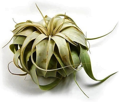 Tillandsia Xerographica - www.Greenie.ae Buy online Best and Healthy Plants and quality products guarantee in Dubai Plants Shop in Dubai Abu Dhabi all over UAE Plants near me Fresh Plants in Dubai where to buy plants in UAE - Greenie.ae