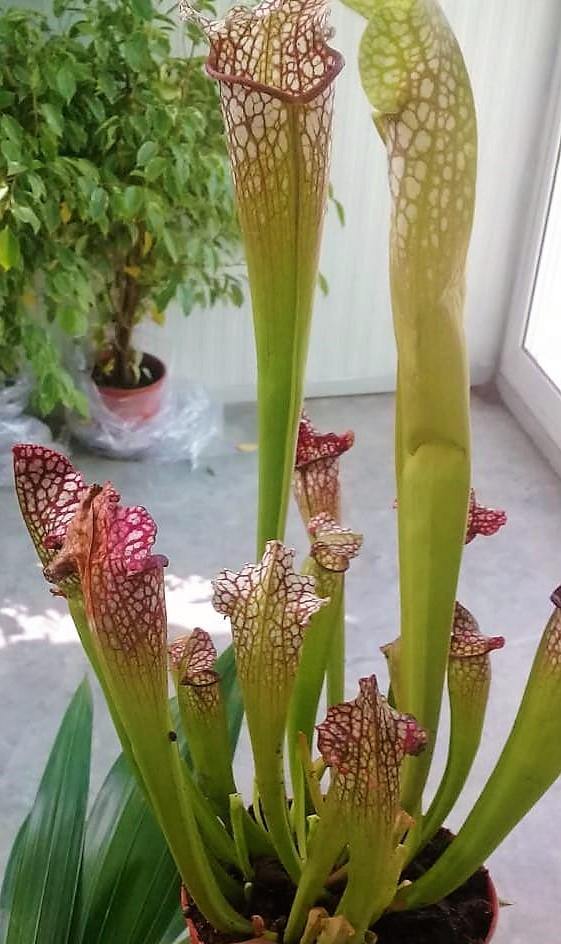 American Pitchers , Sarracenia - www.Greenie.ae Buy online Best and Healthy Plants and quality products guarantee in Dubai Plants Shop in Dubai Abu Dhabi all over UAE Plants near me Fresh Plants in Dubai where to buy plants in UAE - Greenie.ae