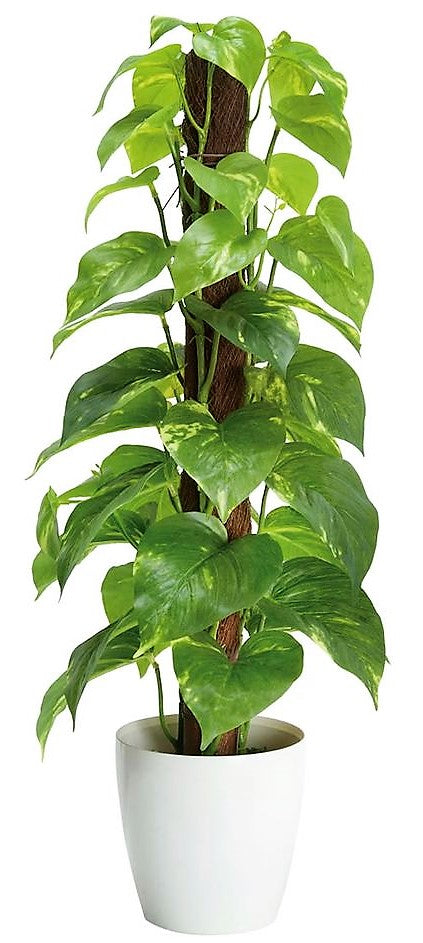 Money Plant, Epipremnum Aureum - www.Greenie.ae Buy online Best and Healthy Plants and quality products guarantee in Dubai Plants Shop in Dubai Abu Dhabi all over UAE Plants near me Fresh Plants in Dubai where to buy plants in UAE - Greenie.ae