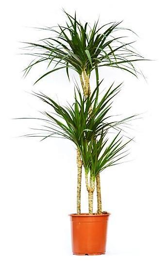 Dracaena Marginata - www.Greenie.ae Buy online Best and Healthy Plants and quality products guarantee in Dubai Plants Shop in Dubai Abu Dhabi all over UAE Plants near me Fresh Plants in Dubai where to buy plants in UAE - Greenie.ae