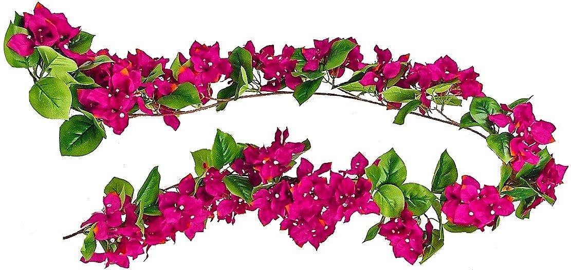 Bougainvillea Spectabilis Pink - www.Greenie.ae Buy online Best and Healthy Plants and quality products guarantee in Dubai Plants Shop in Dubai Abu Dhabi all over UAE Plants near me Fresh Plants in Dubai where to buy plants in UAE - Greenie.ae