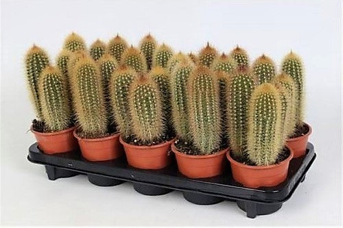 Pachy Cactus - www.Greenie.ae Buy online Best and Healthy Plants and quality products guarantee in Dubai Plants Shop in Dubai Abu Dhabi all over UAE Plants near me Fresh Plants in Dubai where to buy plants in UAE - Greenie.ae