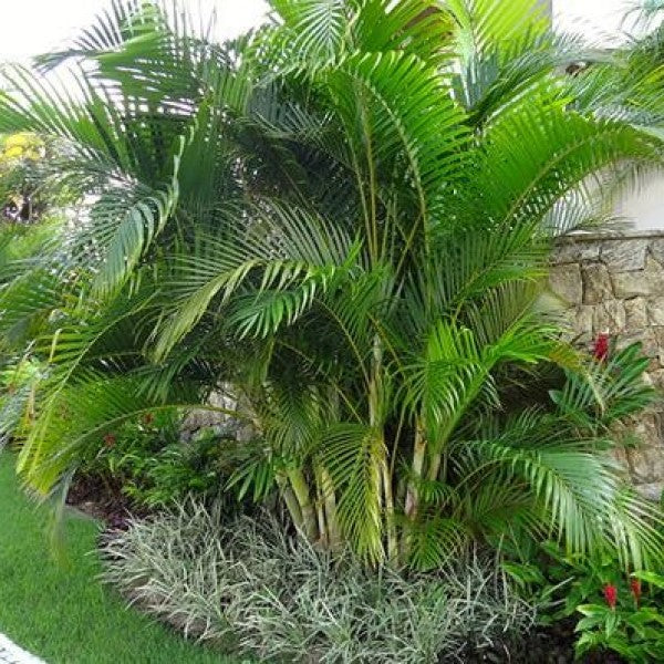 Areca Palm , Chrysalidocarpus lutescens (Outdoor) - www.Greenie.ae Buy online Best and Healthy Plants and quality products guarantee in Dubai Plants Shop in Dubai Abu Dhabi all over UAE Plants near me Fresh Plants in Dubai where to buy plants in UAE - Greenie.ae