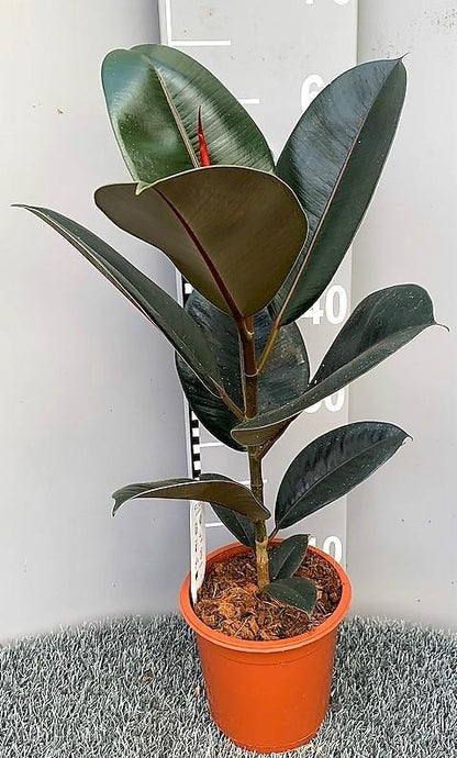 Ficus elastic Abidjan, Rubber Plant - www.Greenie.ae Buy online Best and Healthy Plants and quality products guarantee in Dubai Plants Shop in Dubai Abu Dhabi all over UAE Plants near me Fresh Plants in Dubai where to buy plants in UAE - Greenie.ae