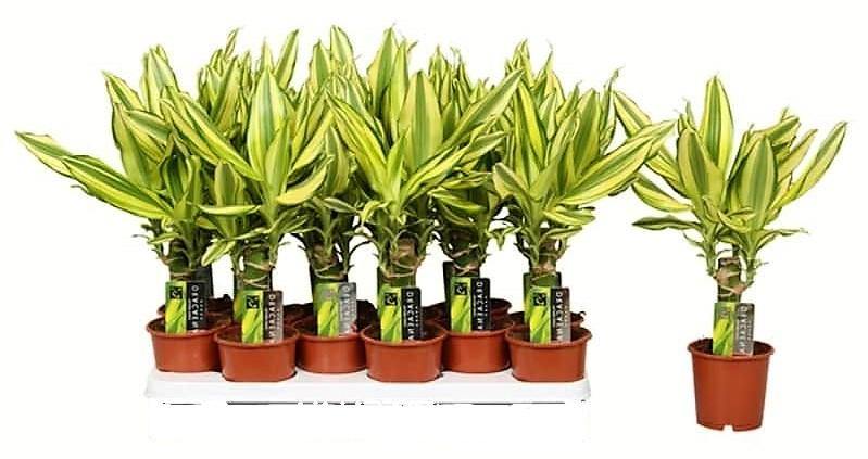 Dracaena Fragrans, Yellow Coast - www.Greenie.ae Buy online Best and Healthy Plants and quality products guarantee in Dubai Plants Shop in Dubai Abu Dhabi all over UAE Plants near me Fresh Plants in Dubai where to buy plants in UAE - Greenie.ae