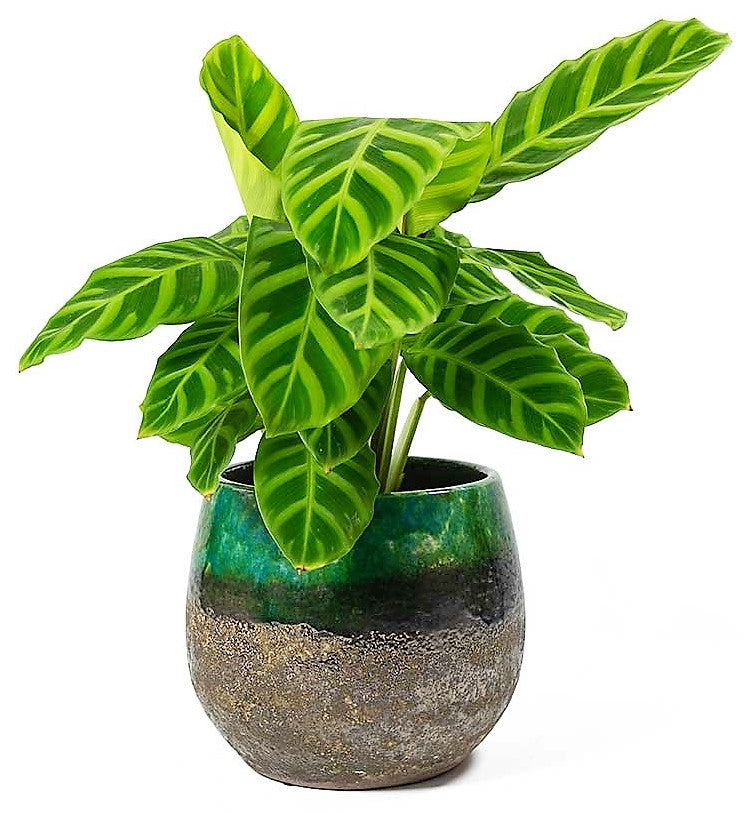 Zebra Plant, Calathea Zebrina - www.Greenie.ae Buy online Best and Healthy Plants and quality products guarantee in Dubai Plants Shop in Dubai Abu Dhabi all over UAE Plants near me Fresh Plants in Dubai where to buy plants in UAE - Greenie.ae