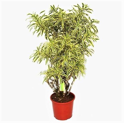 Dracaena Reflexa, Song of India, Pleomele - www.Greenie.ae Buy online Best and Healthy Plants and quality products guarantee in Dubai Plants Shop in Dubai Abu Dhabi all over UAE Plants near me Fresh Plants in Dubai where to buy plants in UAE - Greenie.ae