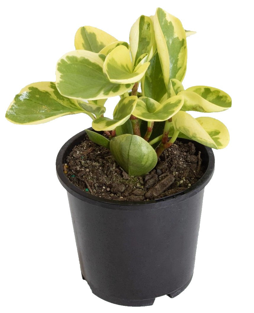 Peperomia marble, Variegated Peperomia - www.Greenie.ae Buy online Best and Healthy Plants and quality products guarantee in Dubai Plants Shop in Dubai Abu Dhabi all over UAE Plants near me Fresh Plants in Dubai where to buy plants in UAE - Greenie.ae