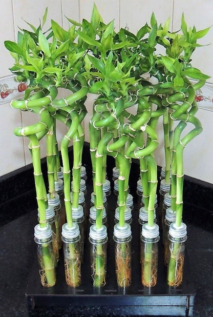 Lucky Bamboo, Dracaena Sanderiana - www.Greenie.ae Buy online Best and Healthy Plants and quality products guarantee in Dubai Plants Shop in Dubai Abu Dhabi all over UAE Plants near me Fresh Plants in Dubai where to buy plants in UAE - Greenie.ae