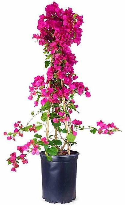 Great Bougainvillea, Bougainvillea Spectabilis - www.Greenie.ae Buy online Best and Healthy Plants and quality products guarantee in Dubai Plants Shop in Dubai Abu Dhabi all over UAE Plants near me Fresh Plants in Dubai where to buy plants in UAE - Greenie.ae