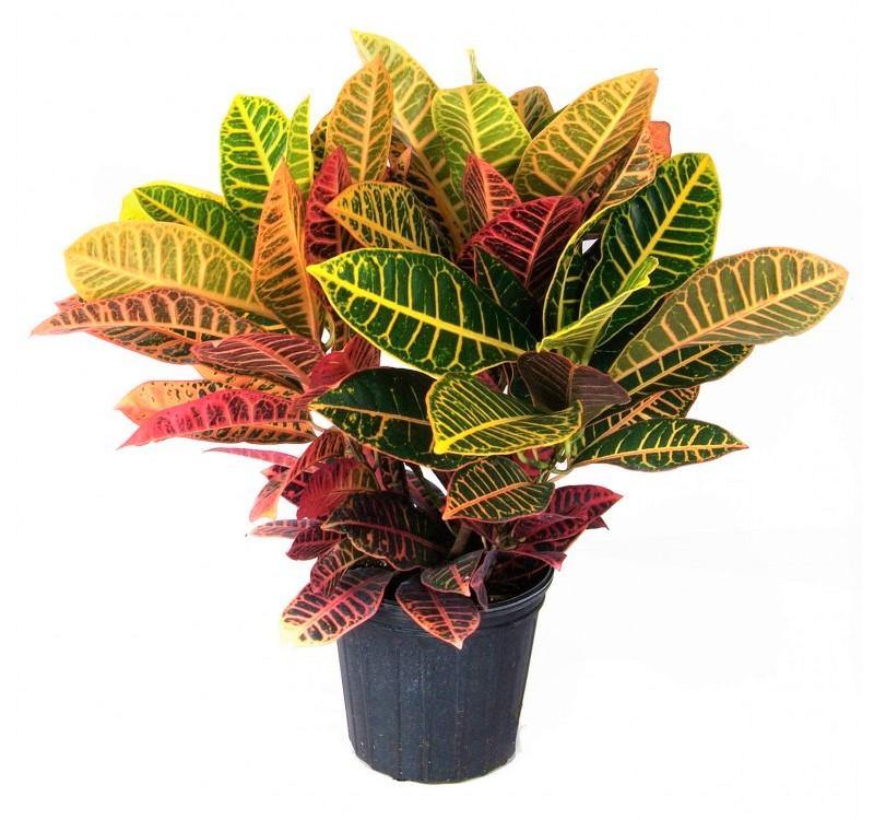 Codiaeum Variegatum , Croton (Indoor) - www.Greenie.ae Buy online Best and Healthy Plants and quality products guarantee in Dubai Plants Shop in Dubai Abu Dhabi all over UAE Plants near me Fresh Plants in Dubai where to buy plants in UAE - Greenie.ae