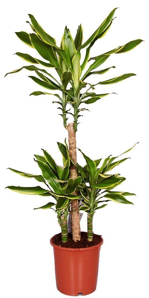 Dracaena Fragrans, Golden Coast - www.Greenie.ae Buy online Best and Healthy Plants and quality products guarantee in Dubai Plants Shop in Dubai Abu Dhabi all over UAE Plants near me Fresh Plants in Dubai where to buy plants in UAE - Greenie.ae