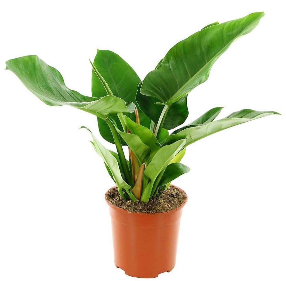 Philodendron Imperial Green - www.Greenie.ae Buy online Best and Healthy Plants and quality products guarantee in Dubai Plants Shop in Dubai Abu Dhabi all over UAE Plants near me Fresh Plants in Dubai where to buy plants in UAE - Greenie.ae