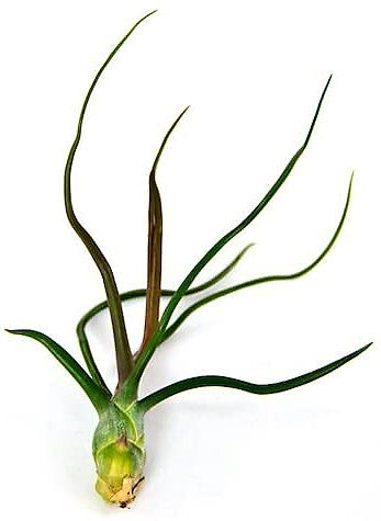 Tillandsia Bulbosa - www.Greenie.ae Buy online Best and Healthy Plants and quality products guarantee in Dubai Plants Shop in Dubai Abu Dhabi all over UAE Plants near me Fresh Plants in Dubai where to buy plants in UAE - Greenie.ae