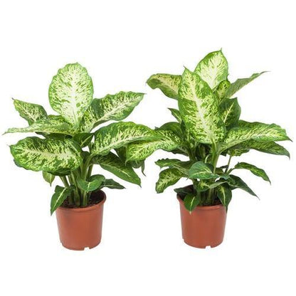 Dieffenbachia Seguine, Maroba, Mars - www.Greenie.ae Buy online Best and Healthy Plants and quality products guarantee in Dubai Plants Shop in Dubai Abu Dhabi all over UAE Plants near me Fresh Plants in Dubai where to buy plants in UAE - Greenie.ae