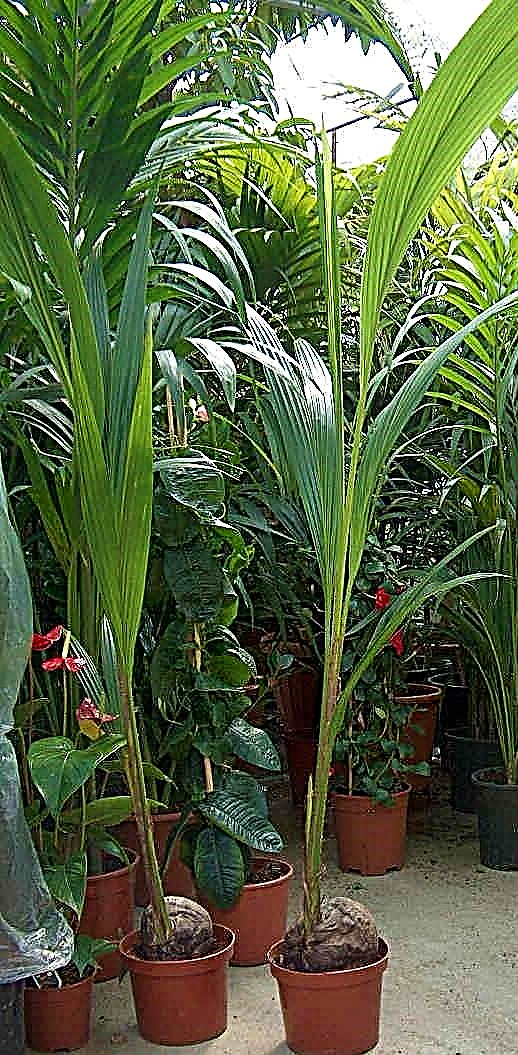 Coconut Palm, Cocos Nucifera - www.Greenie.ae Buy online Best and Healthy Plants and quality products guarantee in Dubai Plants Shop in Dubai Abu Dhabi all over UAE Plants near me Fresh Plants in Dubai where to buy plants in UAE - Greenie.ae