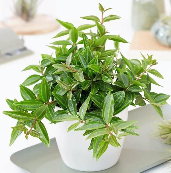 Green Leaf Peperomia , Peperomia Angulate - www.Greenie.ae Buy online Best and Healthy Plants and quality products guarantee in Dubai Plants Shop in Dubai Abu Dhabi all over UAE Plants near me Fresh Plants in Dubai where to buy plants in UAE - Greenie.ae