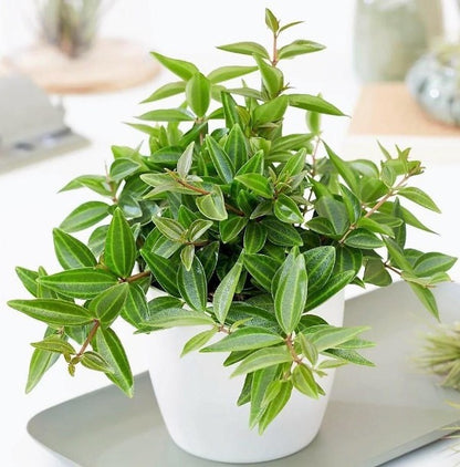 Green Leaf Peperomia , Peperomia Angulate - www.Greenie.ae Buy online Best and Healthy Plants and quality products guarantee in Dubai Plants Shop in Dubai Abu Dhabi all over UAE Plants near me Fresh Plants in Dubai where to buy plants in UAE - Greenie.ae