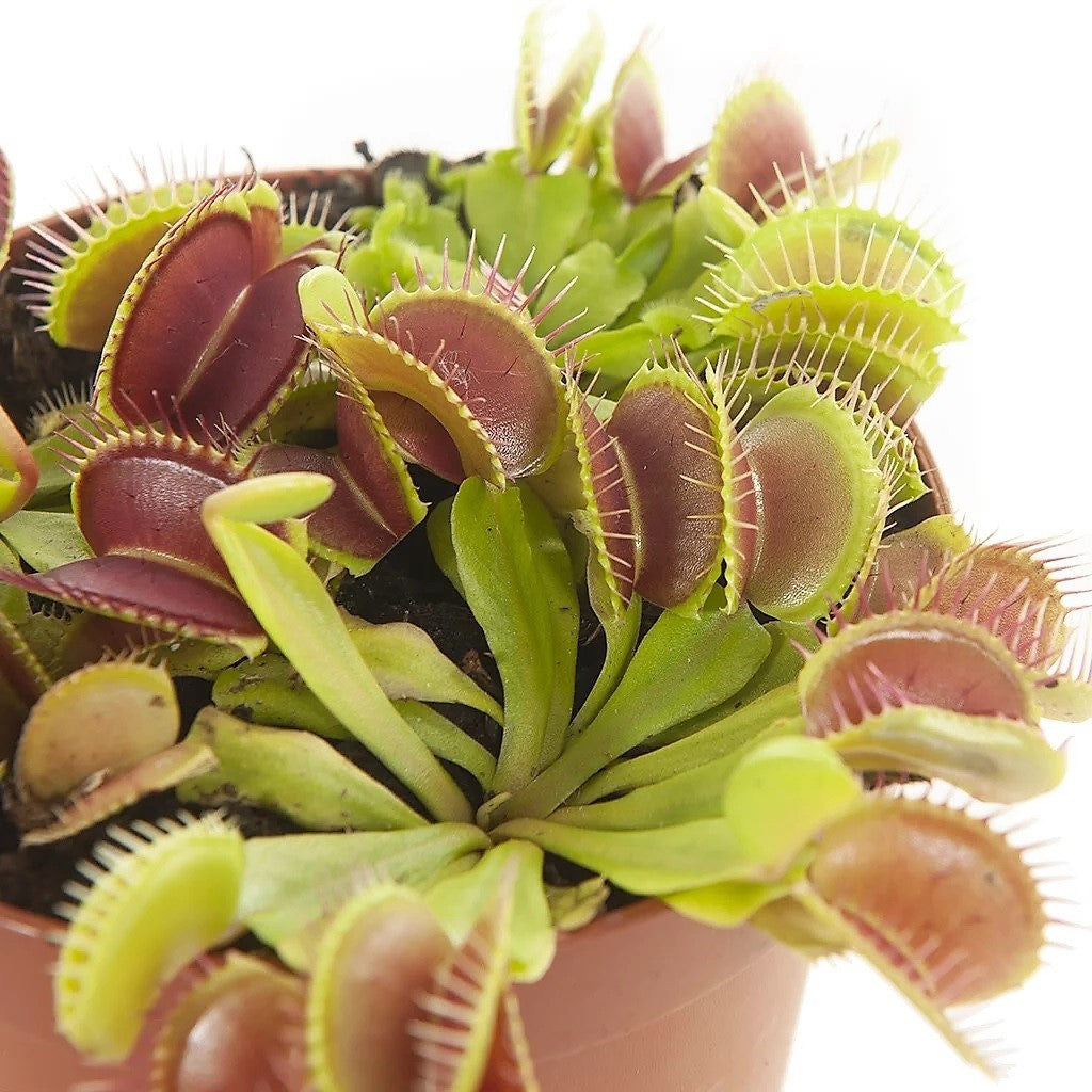 Venus Flytrap , Dionaea Muscipula - www.Greenie.ae Buy online Best and Healthy Plants and quality products guarantee in Dubai Plants Shop in Dubai Abu Dhabi all over UAE Plants near me Fresh Plants in Dubai where to buy plants in UAE - Greenie.ae