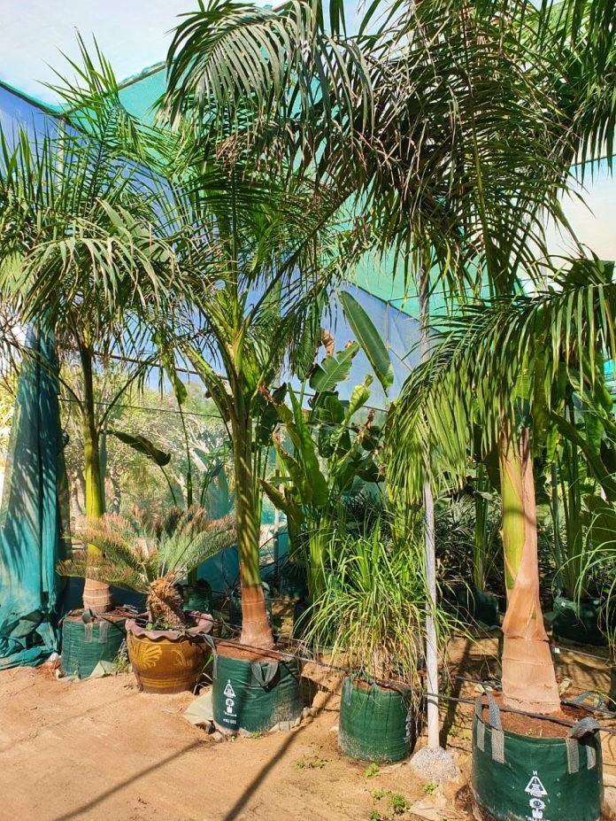 Royal Palm, Roystonia Regia - www.Greenie.ae Buy online Best and Healthy Plants and quality products guarantee in Dubai Plants Shop in Dubai Abu Dhabi all over UAE Plants near me Fresh Plants in Dubai where to buy plants in UAE - Greenie.ae