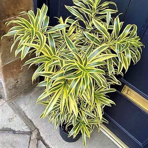 Dracaena Reflexa, Song of India, Pleomele - www.Greenie.ae Buy online Best and Healthy Plants and quality products guarantee in Dubai Plants Shop in Dubai Abu Dhabi all over UAE Plants near me Fresh Plants in Dubai where to buy plants in UAE - Greenie.ae