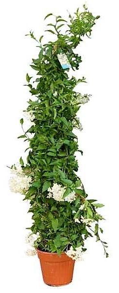 Jasminum Grandiflora, Grandiflorum, Jasmine Climber - www.Greenie.ae Buy online Best and Healthy Plants and quality products guarantee in Dubai Plants Shop in Dubai Abu Dhabi all over UAE Plants near me Fresh Plants in Dubai where to buy plants in UAE - Greenie.ae